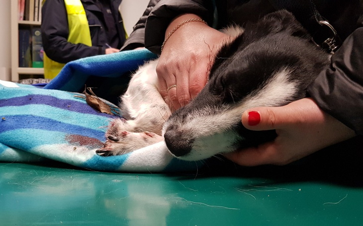 Zbiórka Transport psa z wypadku - zdjęcie główne