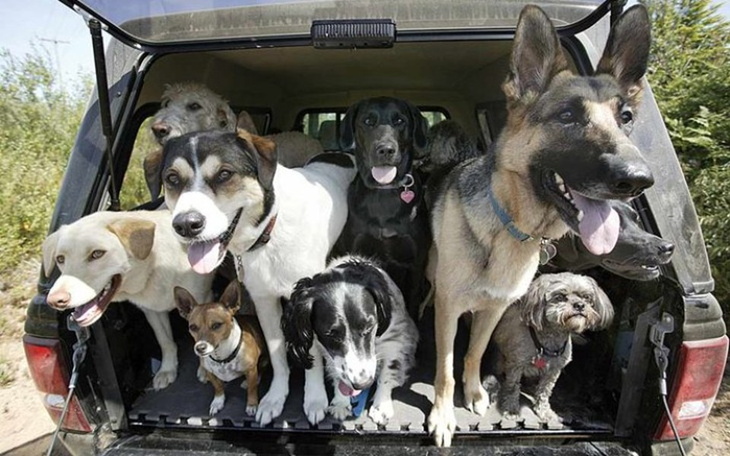 Zbiórka Wesprzyjmy bezdomniaki - zdjęcie główne