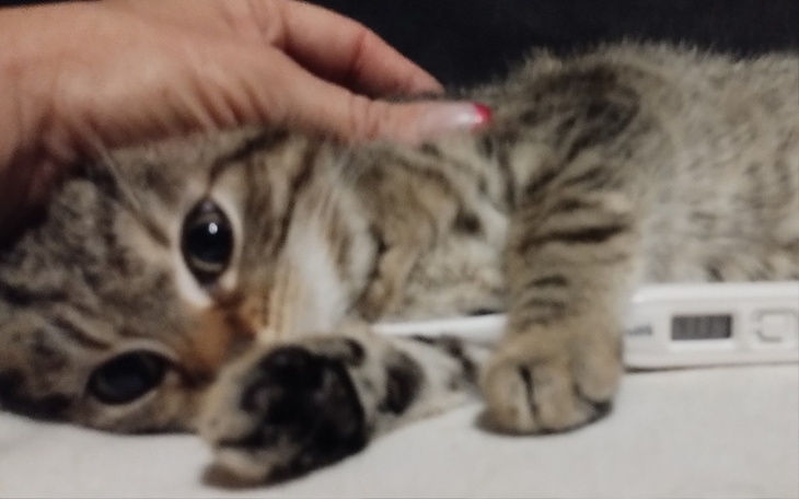 Kociak w objęciach, zrelaksowany i przytulony.