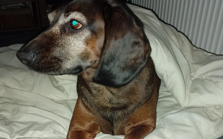 Zbiórka Specjalistyczna karma dla Amoni - zdjęcie główne