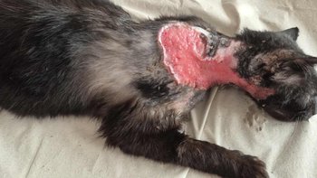 Zbiórka Uratowany w ostatniej chwili - miniaturka zdjęcia