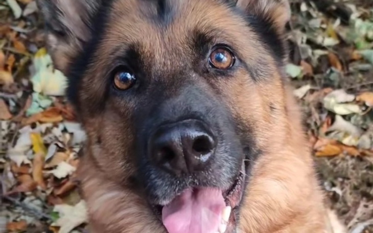 Zbiórka Dina, chora na raka - zdjęcie główne