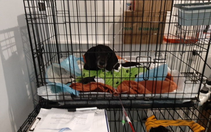 Zbiórka Beza - koszt 2 operacji 6745 zł - zdjęcie główne