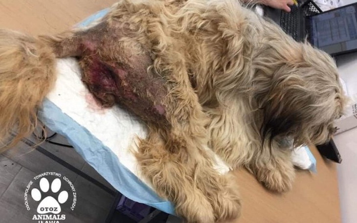 Zbiórka Postawmy Sabrinę na nogi! - zdjęcie główne