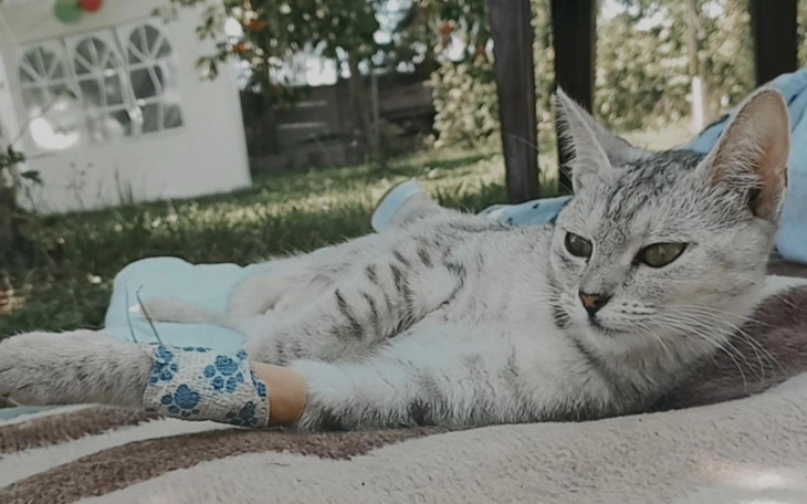 Zbiórka Rehabilitacja Naszej Bezy - zdjęcie główne