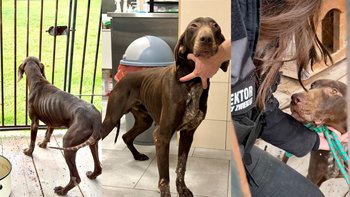 Zbiórka Zagłodzony pies leśniczego - miniaturka zdjęcia