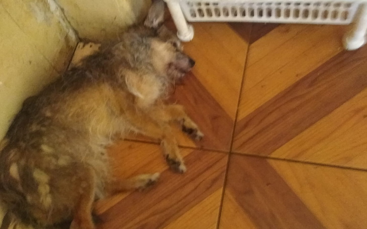 Zbiórka Staruszka Bibi blaga o pomoc - zdjęcie główne