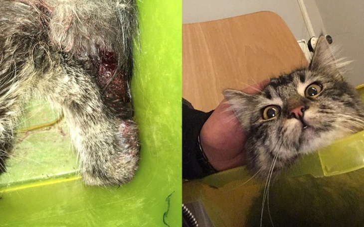 Zbiórka Leczenie kota Pawła - zdjęcie główne