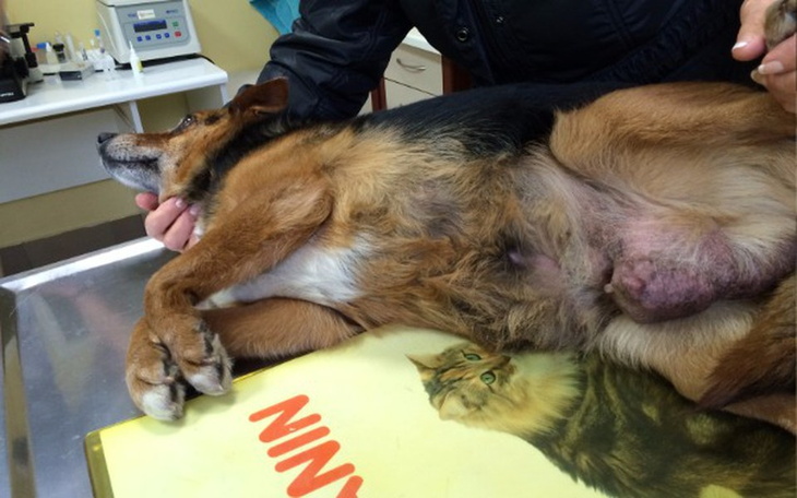 Zbiórka Misia zbiera na usunięcie guza. - zdjęcie główne