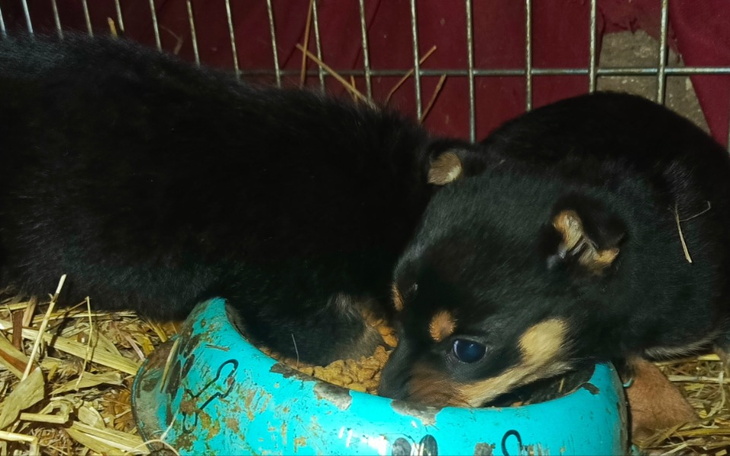 Zbiórka Transport szczeniąt, ratujmy je - zdjęcie główne