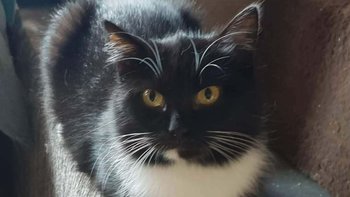 Zbiórka Karma i żwirek dla Galimato - miniaturka zdjęcia