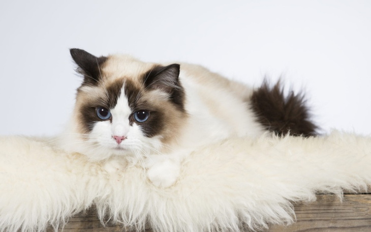 Zbiórka Zbieram na ragdolla - zdjęcie główne