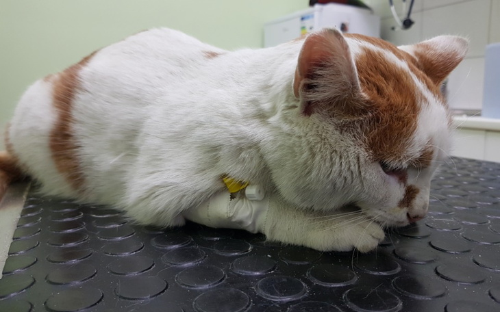 Zbiórka Karmelek walczy z panleukopenią - zdjęcie główne