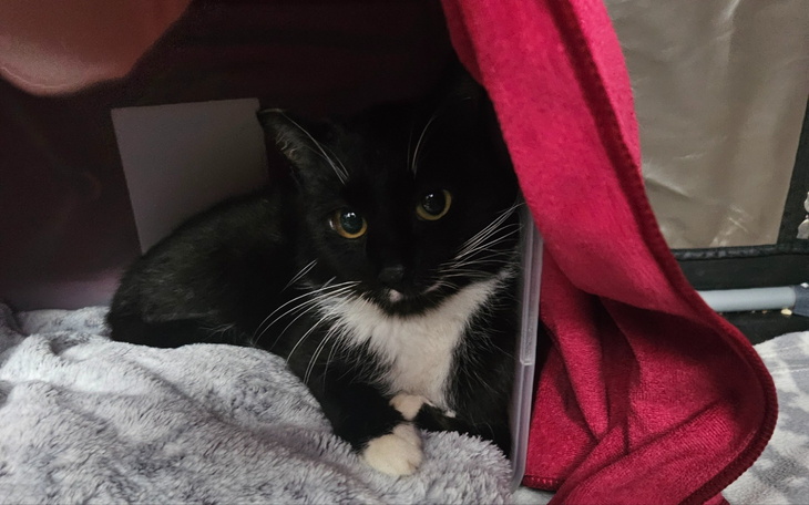 Czarny kot z białym brzuchem, schowany w kocu.