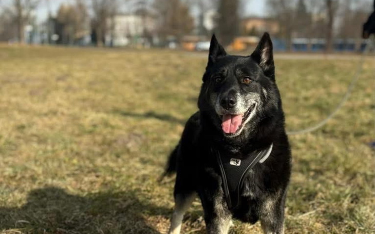 Czarny pies na trawie, uśmiechnięty i zadowolony.