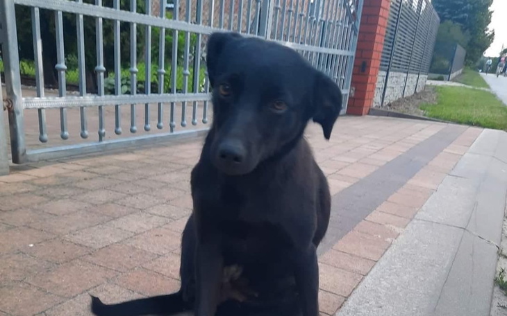 Zbiórka Ratujemy sunie przed Sobolewem - zdjęcie główne