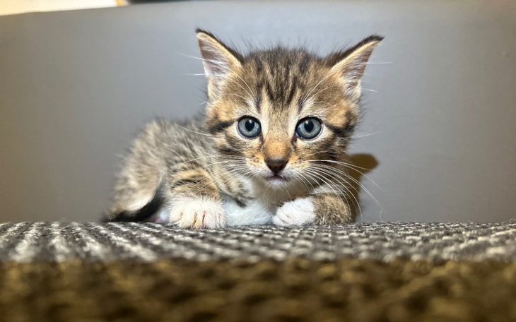 Mały kotek leży na kanapie, patrząc w obiektyw aparatu.