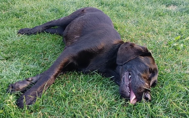 Zbiórka Operacja wodogłowia szczeniaka - zdjęcie główne