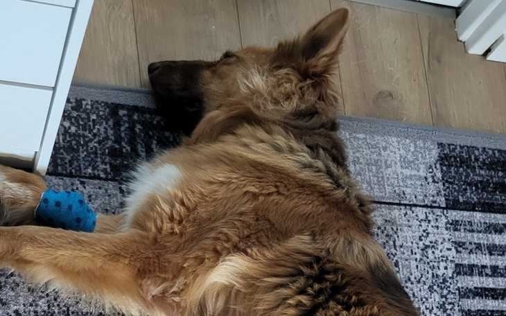 Pies leży na podłodze, odpoczywając po długim dniu.