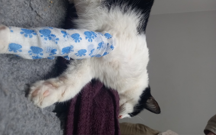 Zbiórka Leczenie młodego kotka - zdjęcie główne