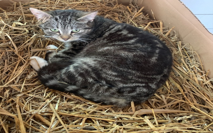 Zbiórka Kastracja i profilaktyka. - zdjęcie główne