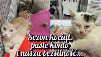 Zbiórka Sezon kociąt i puste konto! - miniaturka zdjęcia