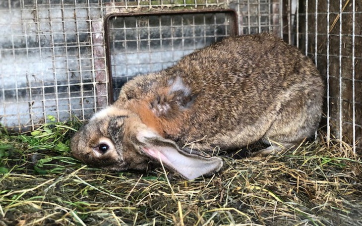 Zbiórka Króliki z Radys - zdjęcie główne
