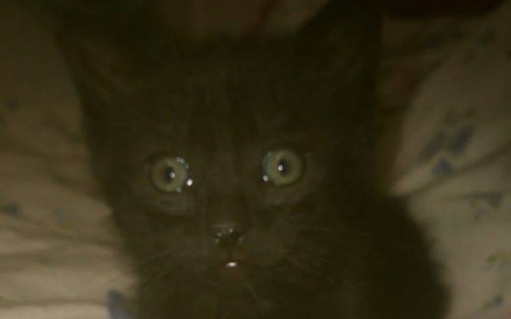 Zbiórka na leczenie i utzymanie kociąt - zdjęcie główne