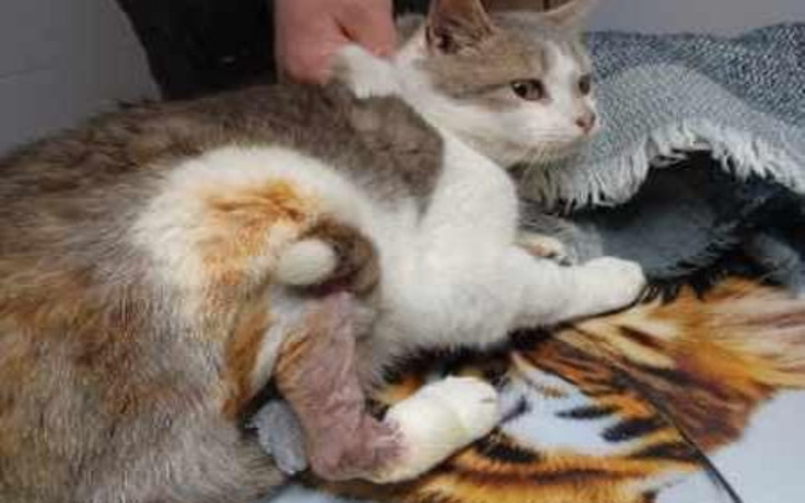 Kot z uszkodzoną nogą, leżący na kocu.