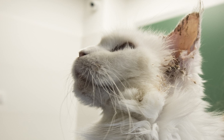 Biały kot z brudnymi uszami, patrzący w bok.