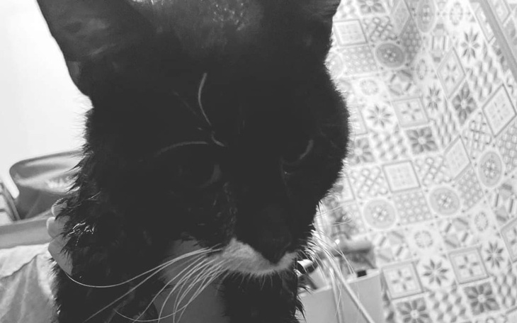 Czarny kot z mokrym futrem, patrzący w kamerę.