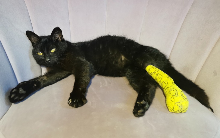 Zbiórka Konieczna amputacja łapki Blacky - zdjęcie główne