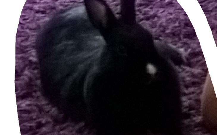 Zbiórka Smaczki dla króliczka - zdjęcie główne