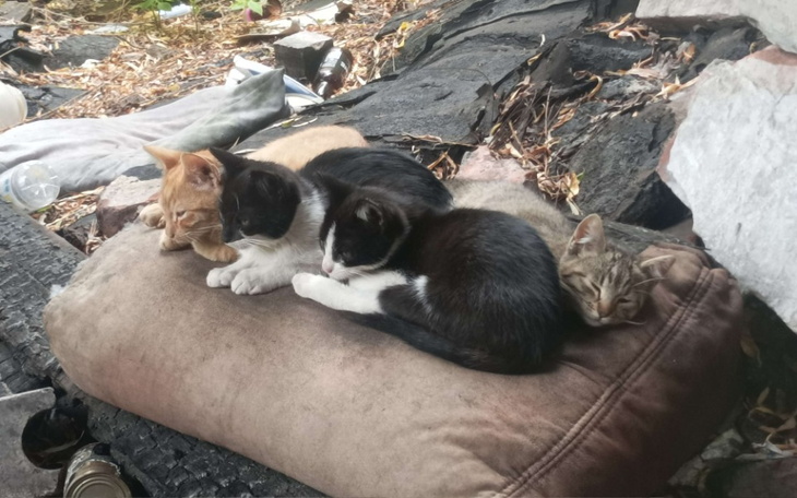 Zbiórka sterylizacja małych kotów - zdjęcie główne