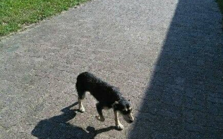 Zbiórka Przywiązany do bramy szkoły-SOS! - zdjęcie główne