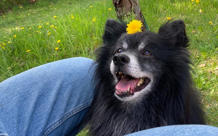 Zbiórka Black zbiera na operację rzepki - zdjęcie główne