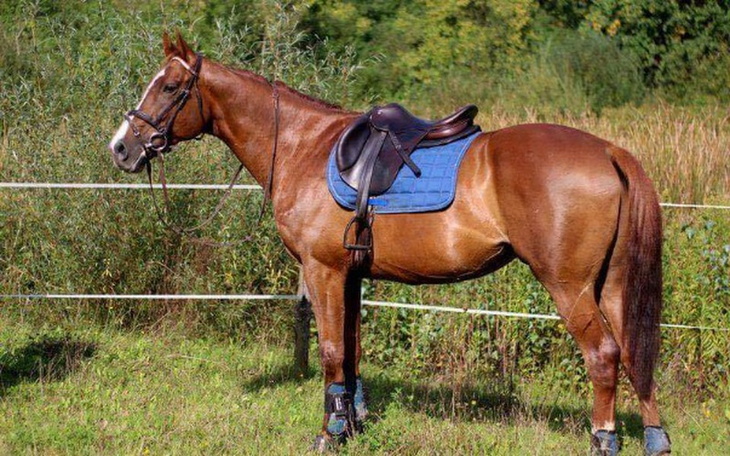 Zbiórka Leczenie Zico - zdjęcie główne