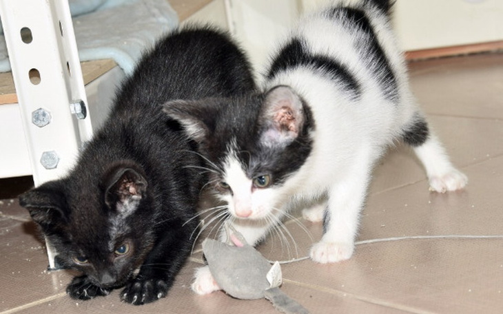 Zbiórka Maluchy potrzebują wsparcia ! :) - zdjęcie główne