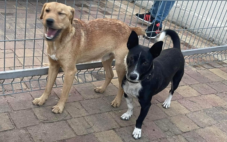 Zbiórka Na naszych nowych podopiecznych - zdjęcie główne