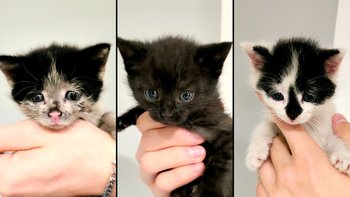 Zbiórka Pomoc dla 3 kocich bied❗ - miniaturka zdjęcia