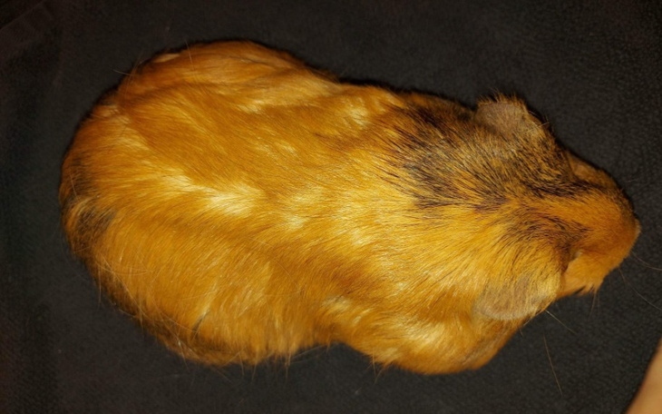 Zbiórka Mała Tosia z wielkim guzem - zdjęcie główne