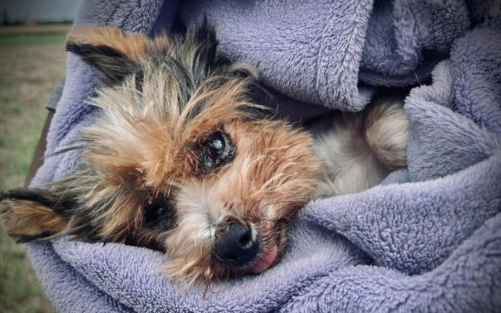 Zbiórka Pomoc dla konającej małej Lotki - zdjęcie główne