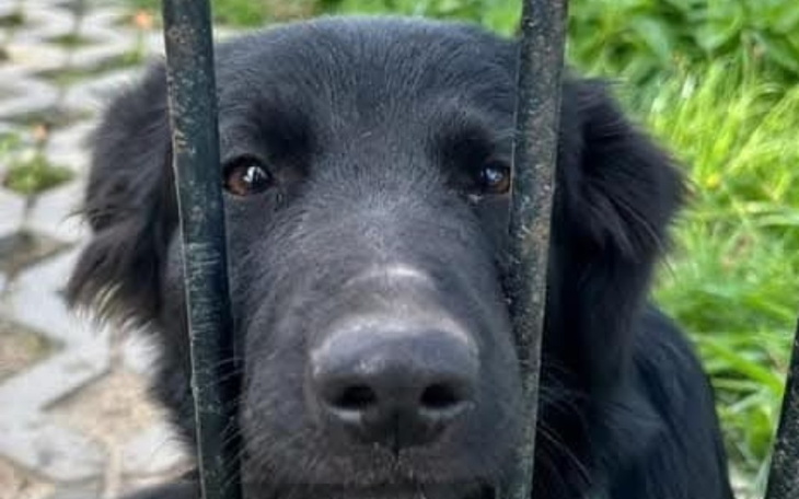 Czarny pies patrzący przez pręty ogrodzenia.