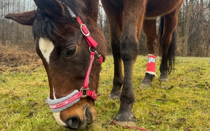 Koń pasący się na łące, z różowym sprzętem.