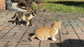 Zbiórka Na ratunek kolejnym kotom - miniaturka zdjęcia