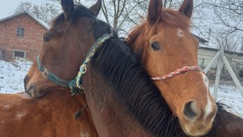 Zbiórka Dwie dusze, jeden bilet do rzeźn - miniaturka zdjęcia