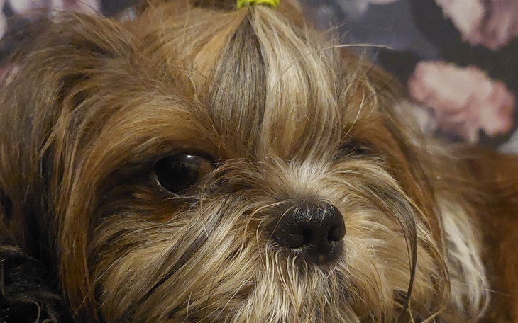 Pies rasy Shih Tzu, leżący na poduszce.