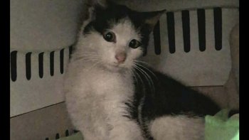 Zbiórka Hiro - miniaturka zdjęcia