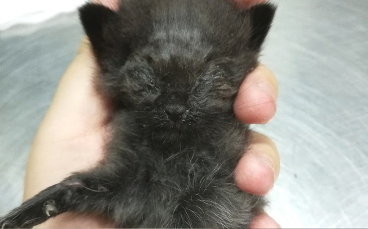 Zbiórka Umierały zjadane żywcem - zdjęcie główne