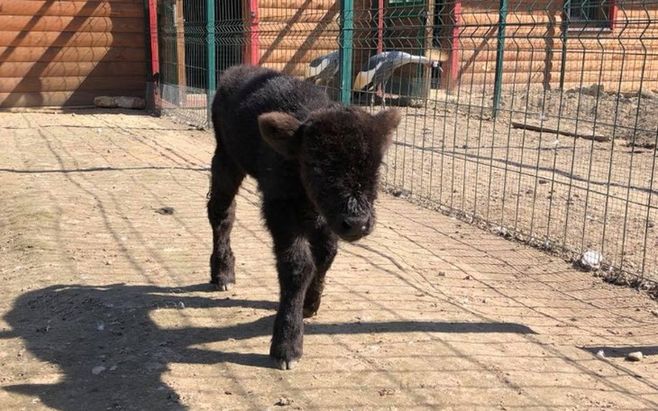 Zbiórka Pomoc zwierzętom z Bałtowa - zdjęcie główne